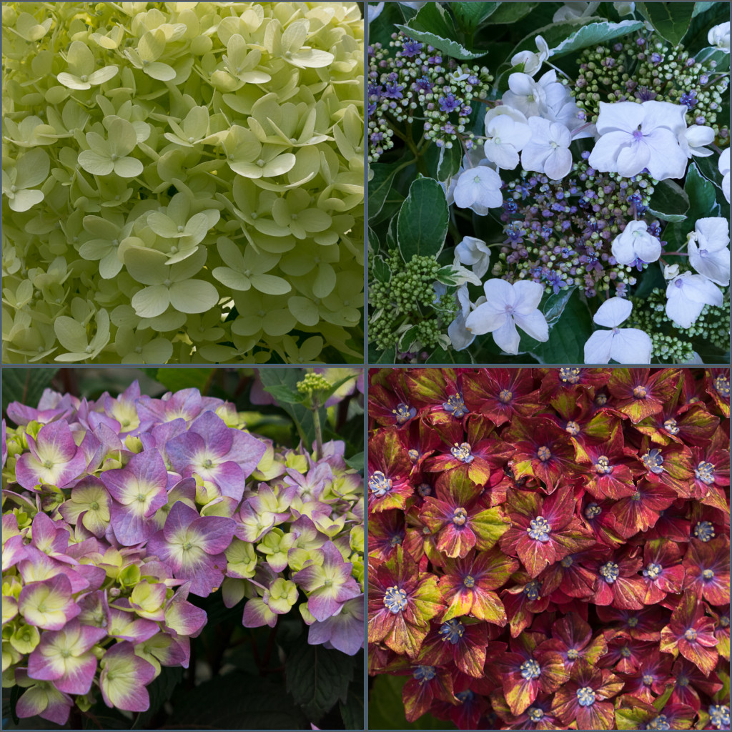 Hydrangea Companion Planting Le