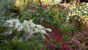 Caladium Inspiration – Le Jardinet