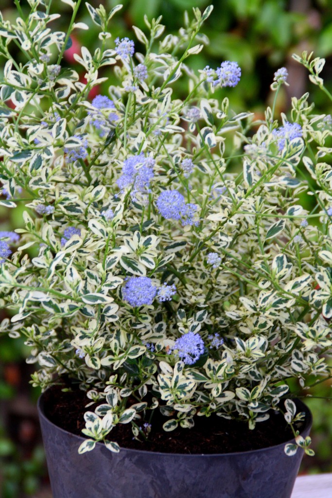 Cool Blue ceonothus - a stunner from Sunset Plants