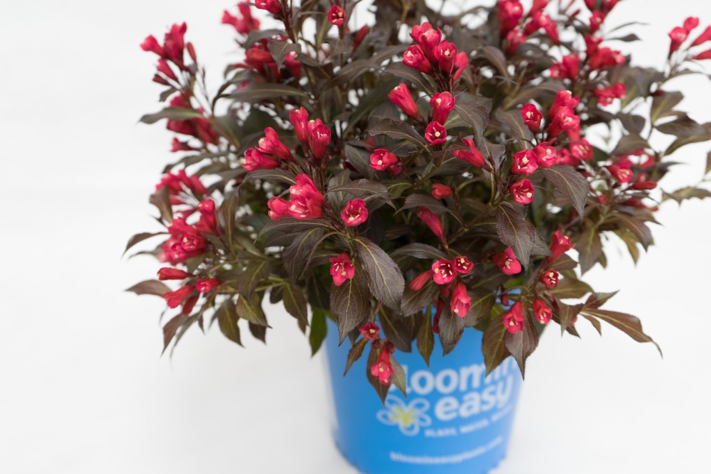 The first dark leaved weigela with RED flowers! Photo credit: Bloomin' Easy