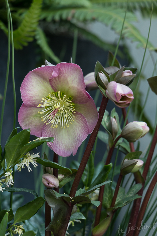 Spring isn't spring without hellebores
