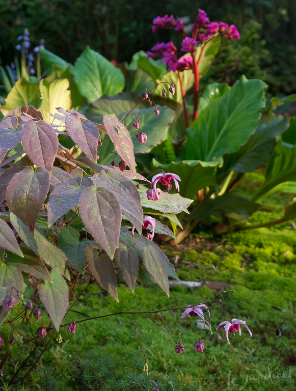 An unknown variety of Epimedium echoes the color of a blooming Bergenia in the background
