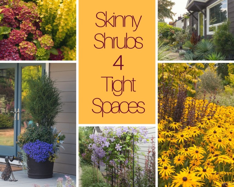 Skinny Shrubs for Tight Spaces Le