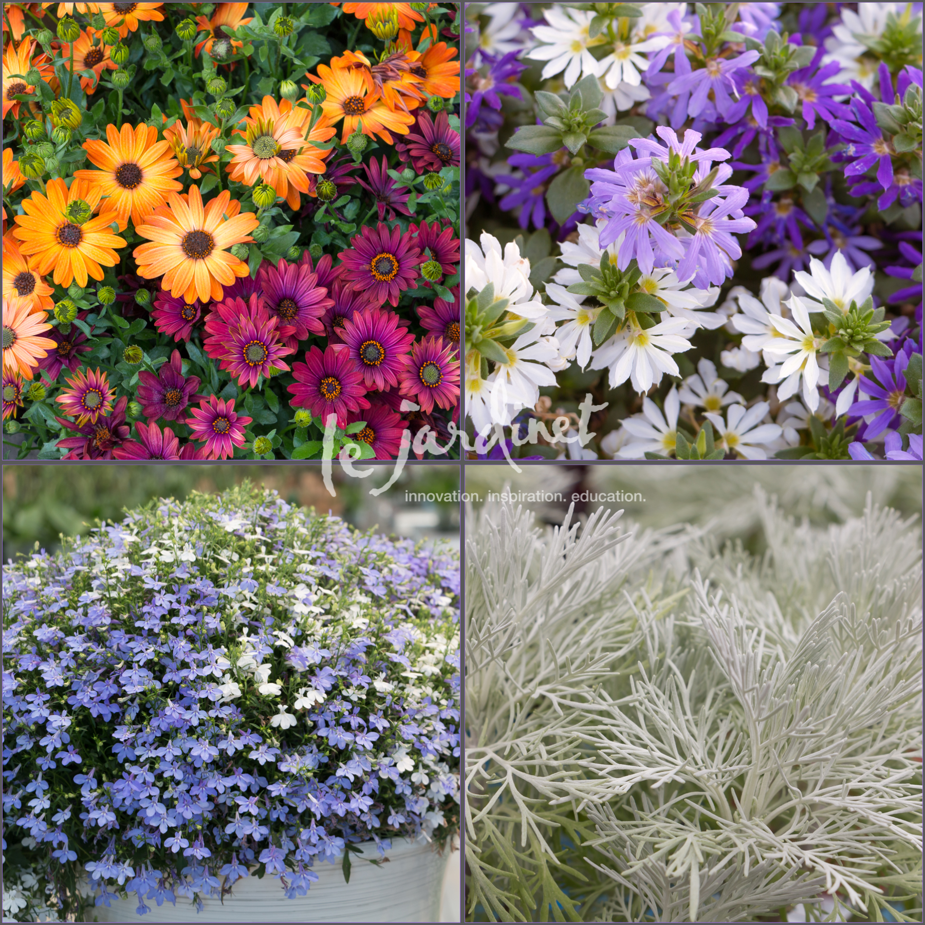 new (and newly discovered) deer resistant annuals – le jardinet