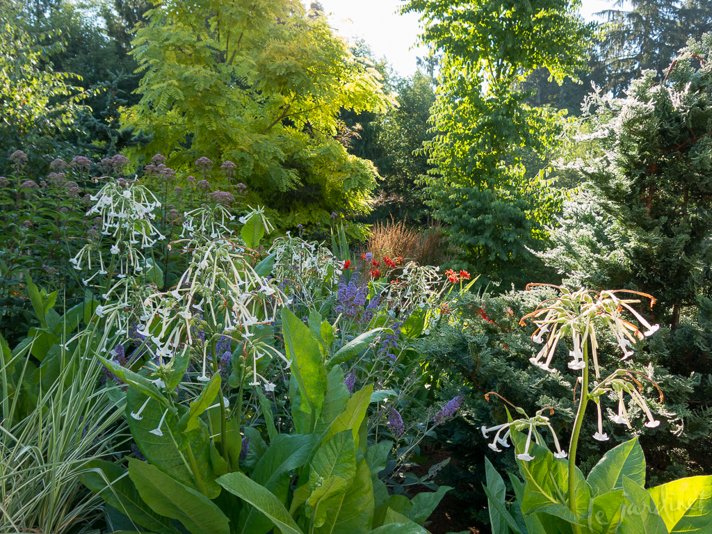 Plants for Procrastinators  Le Jardinet
