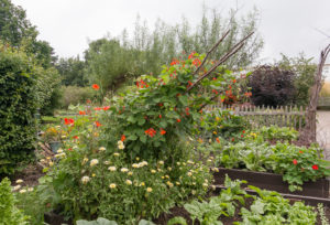 Raised beds and unique trellises in kitchen garden, RHS Harlow Carr, England