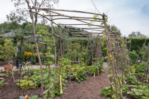 Gourd tunnel made from rustic twigs at RHS Harlow Carr, England