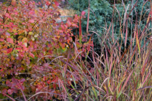 Panicum 'Shenandoah' with Tangelo barberry and a blue Boulevard cypress in fall