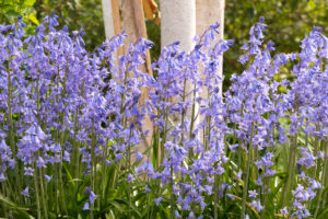 Periwinkle English bluebells are deer-resistant. Seen here surrounding a white barked Himalayan birch