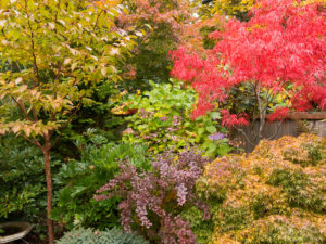 Deciduous trees and shrubs in fall garden of Mitch Evans