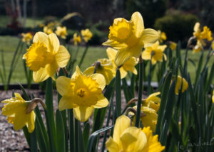 Golden daffodils are deer-resistant