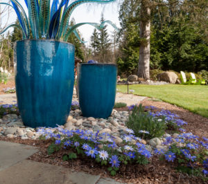 Deer-resistant, blue and white windflower (Anemone blanda) carpet the ground around tall blue ceramic containers