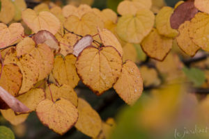 Heart-shaped, golden leaves of a katsura tree in fall