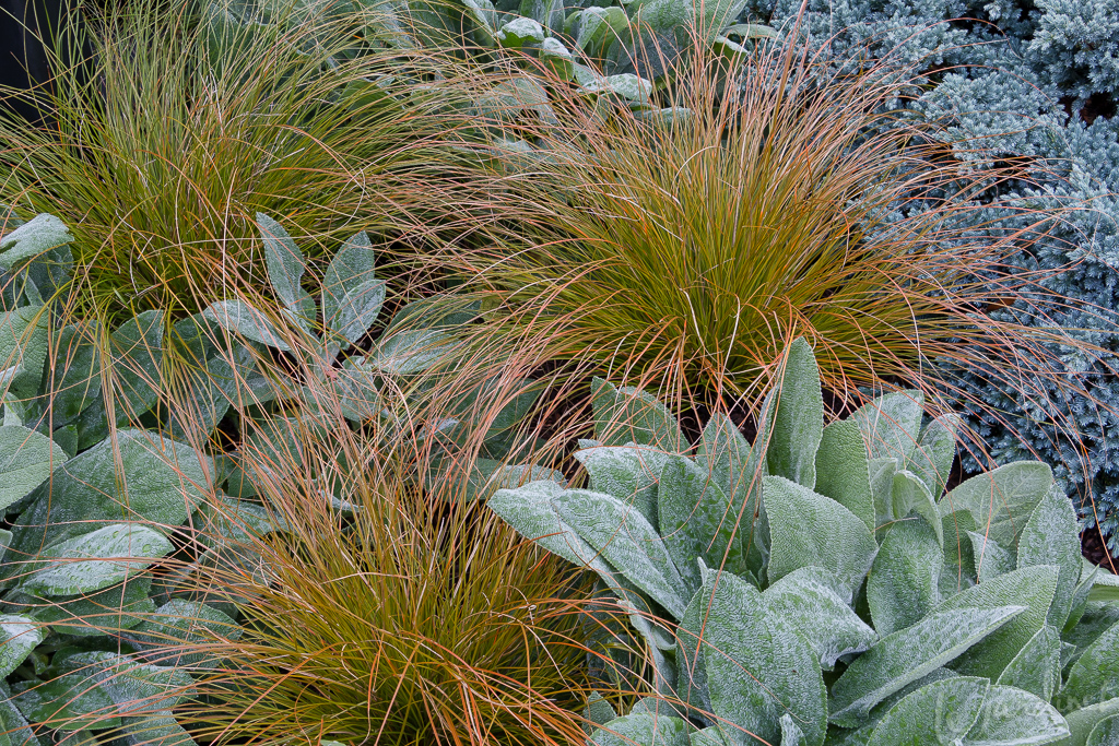 Orange hair sedge (Carex testacea), Helene von Stein lambs ears and Blue Star juniper are deer-resistant, evergreen and colorful