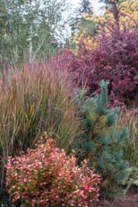 Barberries, conifers and grasses in fall color