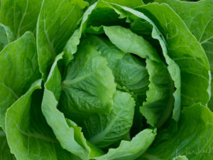 Jericho lettuce