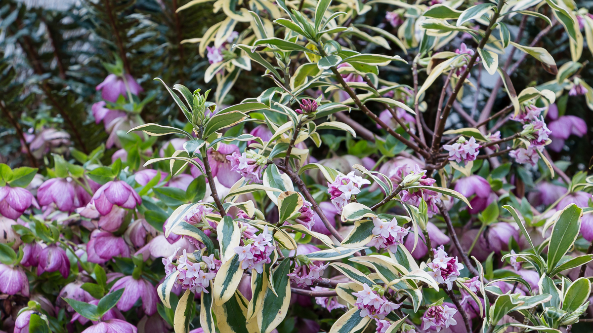 winter daphne and hellebore