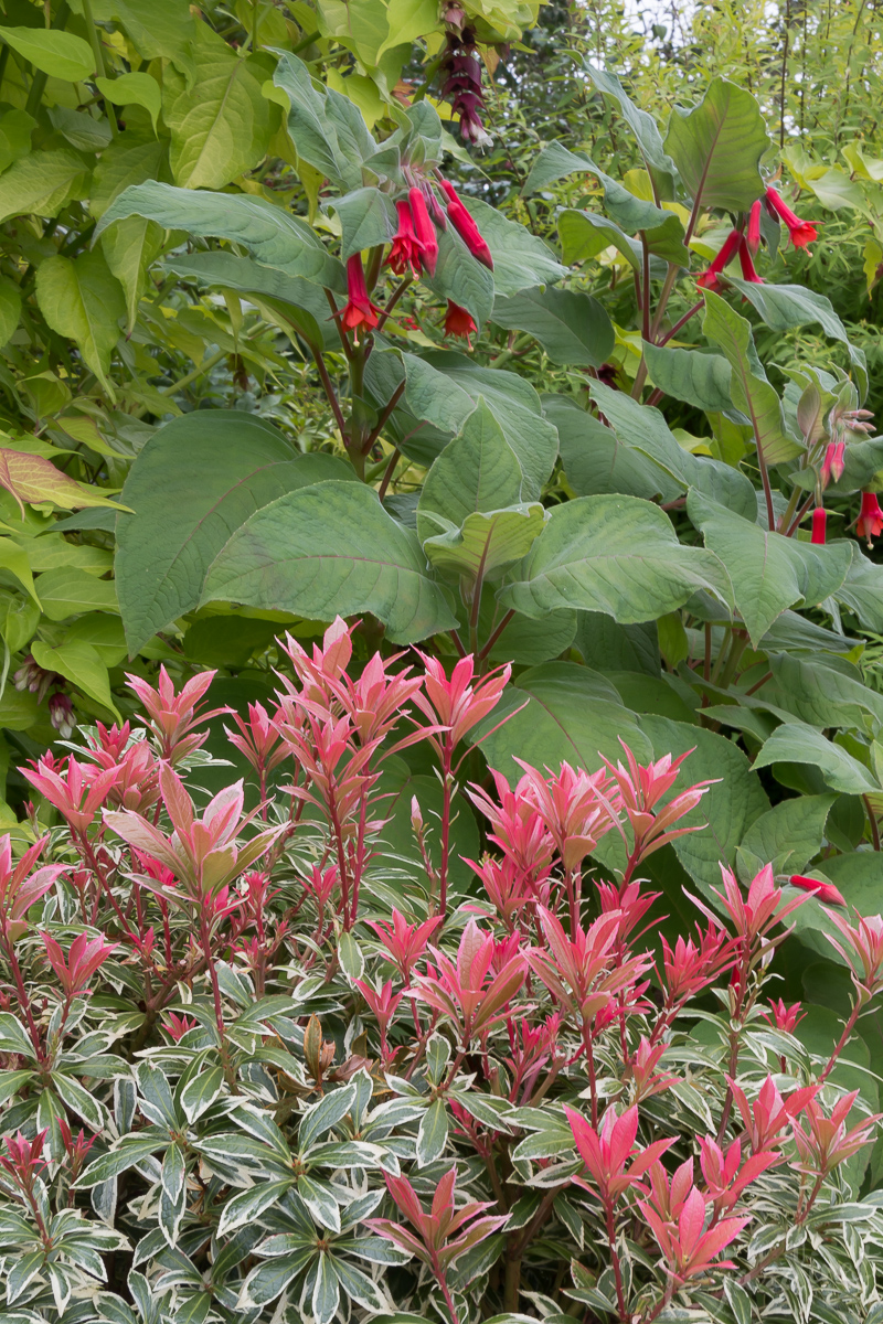 Pieris 'Little Heath' and Fuchsia speciosa