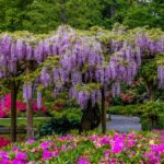 spring at Seattle Japanese garden