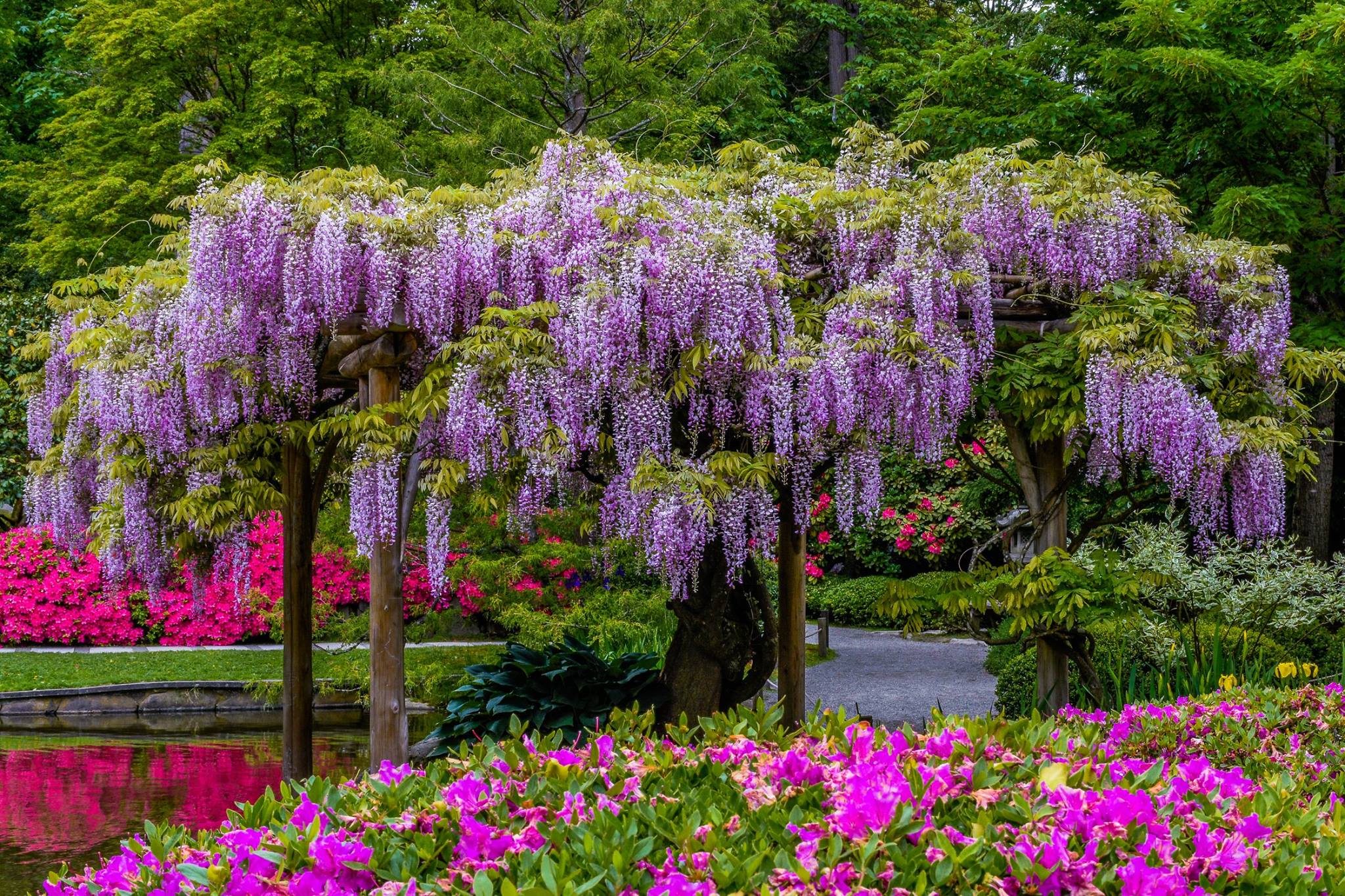spring at Seattle Japanese garden