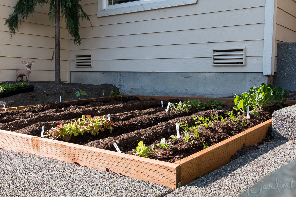 A shallow raised bed defines an attractive growing area