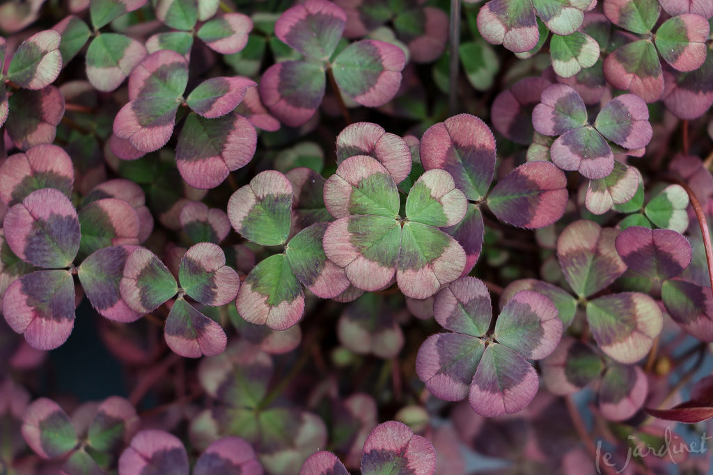 Trifolium 4luck Red Green by Greenfuse Botanicals
