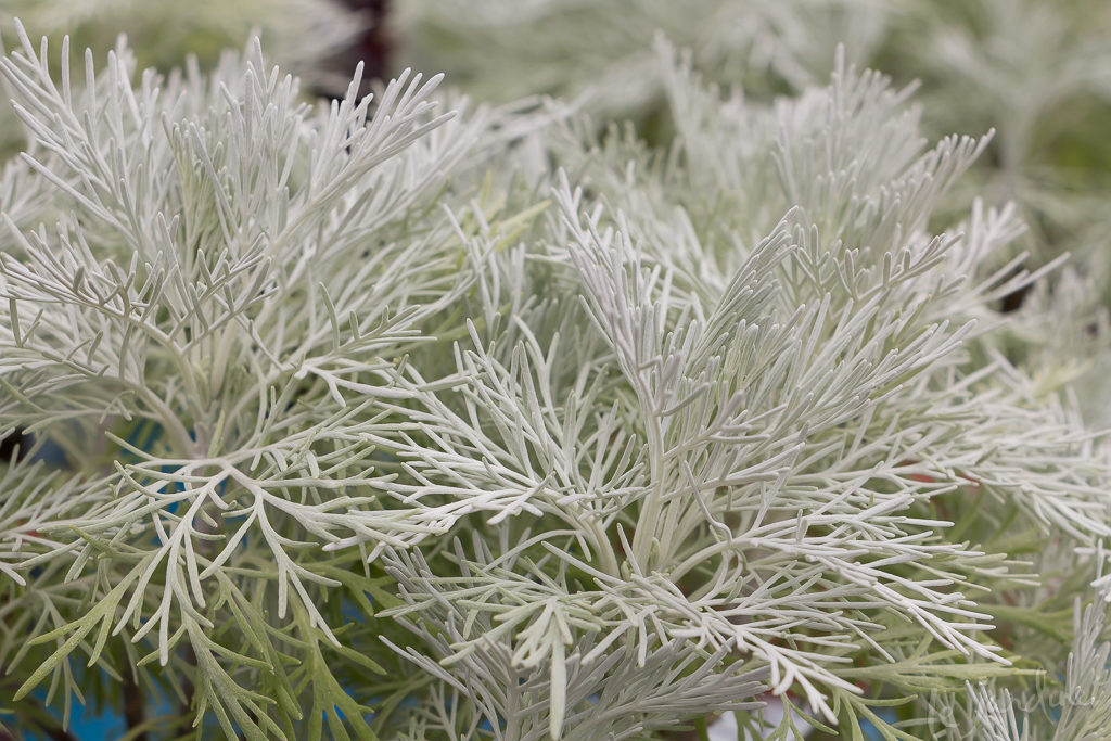 Artemisia ‘Makana Silver’ by Terra Nova Nurseries, Inc