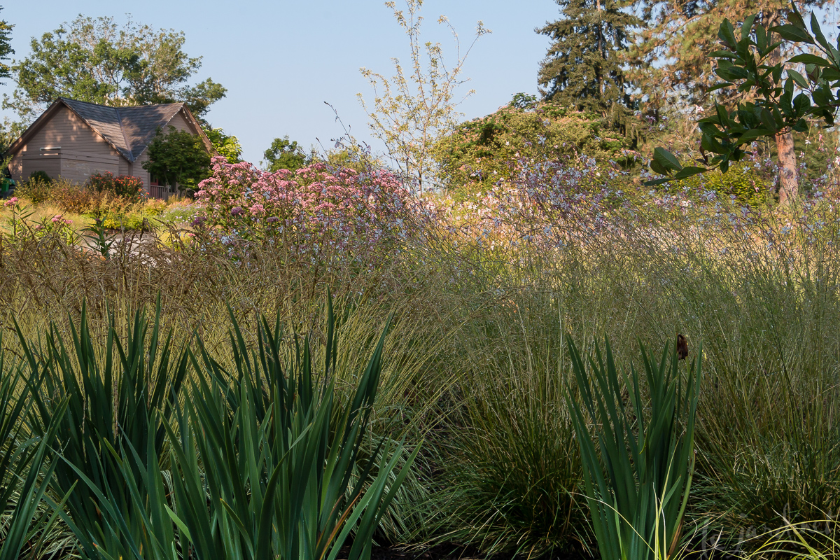 Urban meadow - Bellevue Botanical Garden