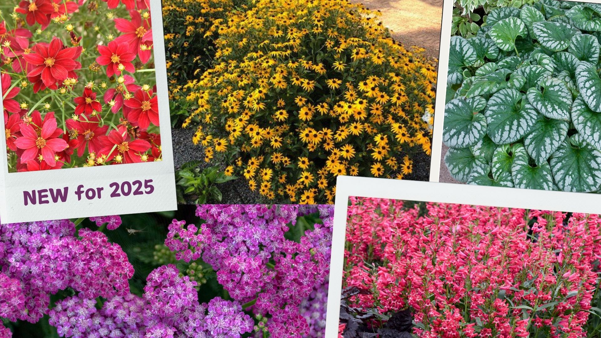 Deer Resistant Shade Perennials Plans 30 Great Perennial Plants For