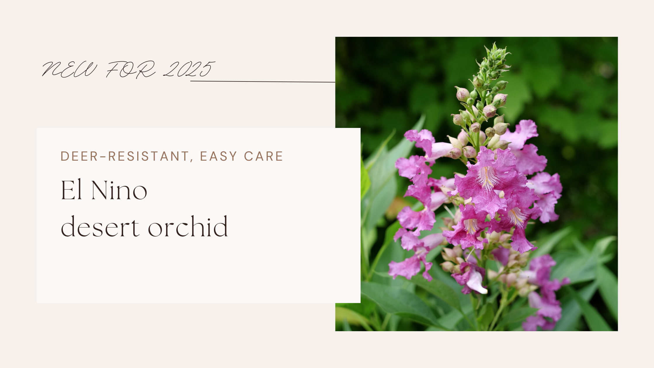 New Deer-Resistant Shrub to Grow: El Nino Desert Orchid – Le Jardinet